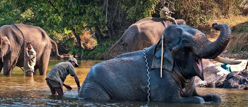 Dubare Elephant Camp