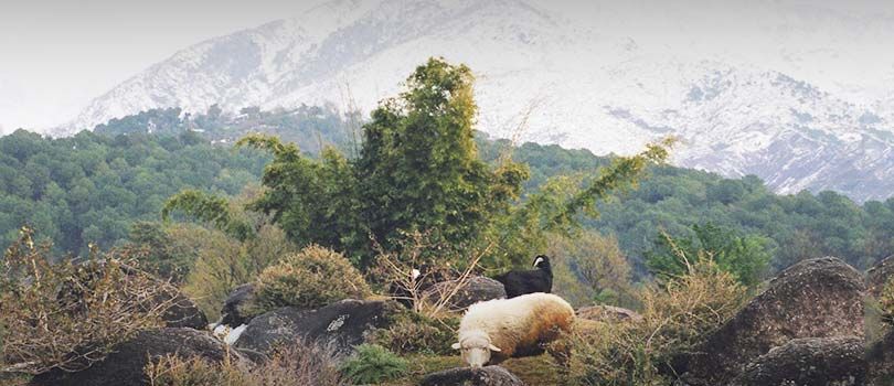 Dhauladhar National Park
