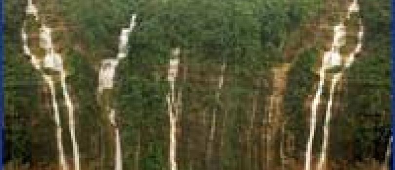 Wet - Wild - Meghalaya - Assam 8 Nights 9 Days Tour