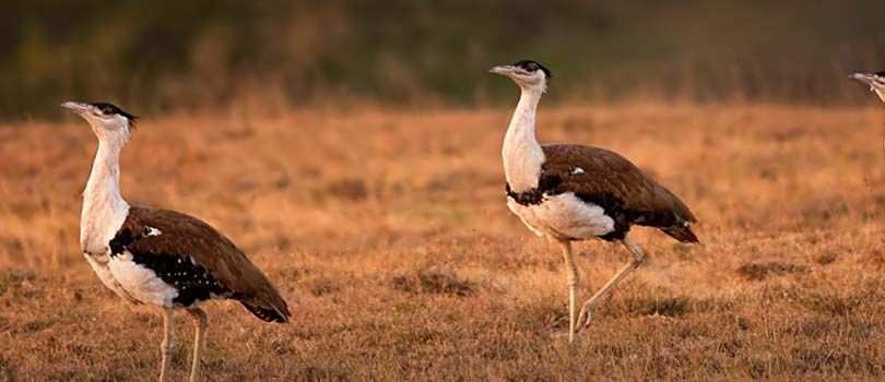 Kutch Bustard Sanctuary