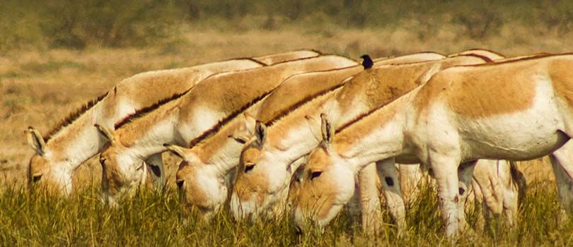 Indian Wild Ass Sanctuary