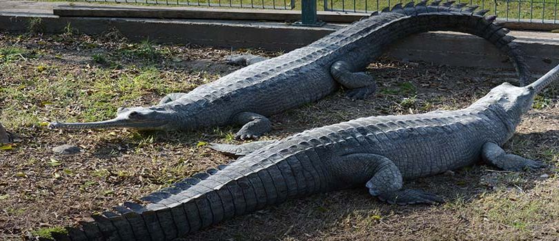 Sakkarbaug Zoological Garden