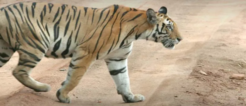 Achanakmar Wildlife Sanctuary