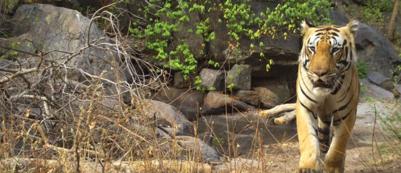 Barnawapara Wildlife Sanctuary