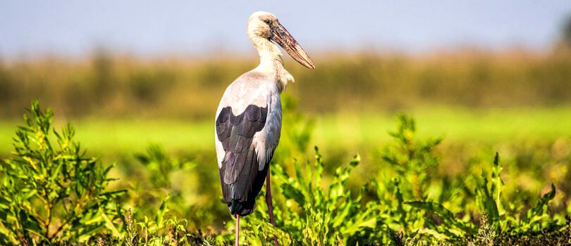 Dehing Patkai Wildlife Sanctuary