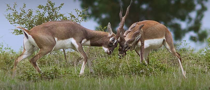 Rollapadu Wildlife Sanctuary