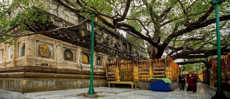 Bodhi Tree