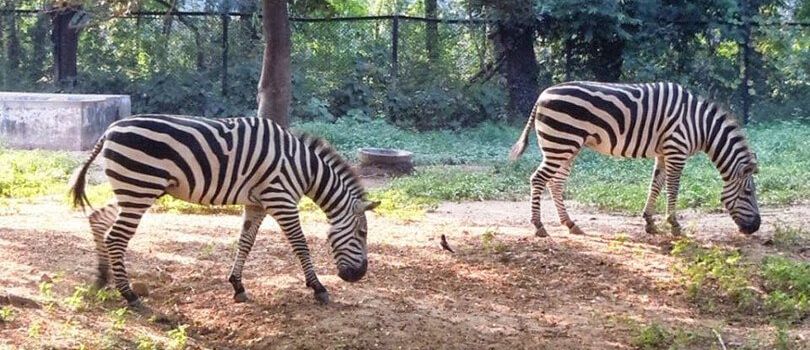 Sanjay Gandhi Jaivik Udyan