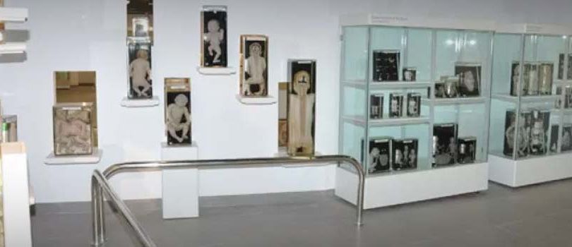 Museum of Anatomy and Pathology