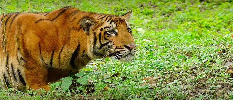 Tata Steel Zoological Park