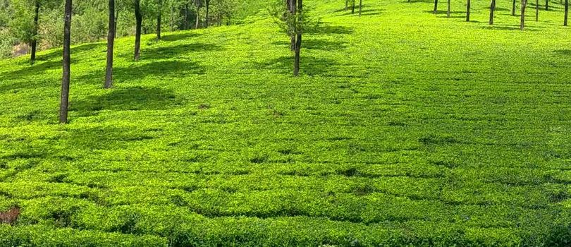 Kannan Devan Tea Museum