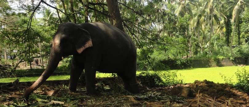 Punnathur Kotta Elephant Sanctuary