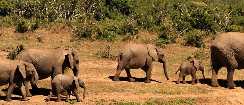 Kodanad Elephant Training Center