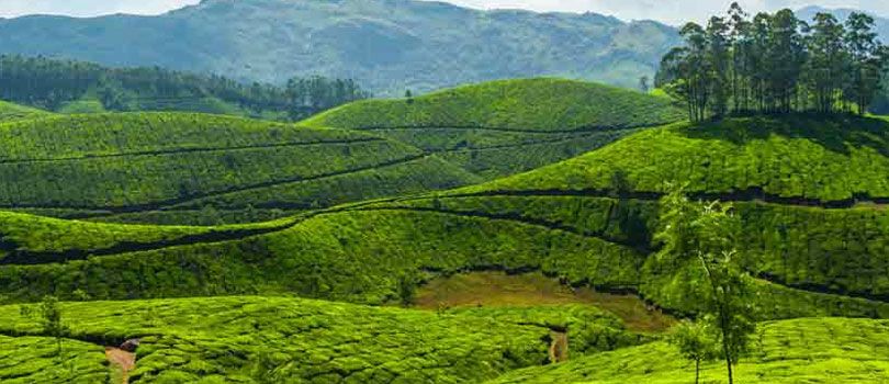 Marayoor Sandalwood Forest