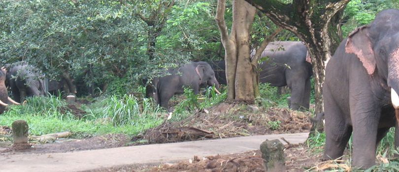 Elephant Park