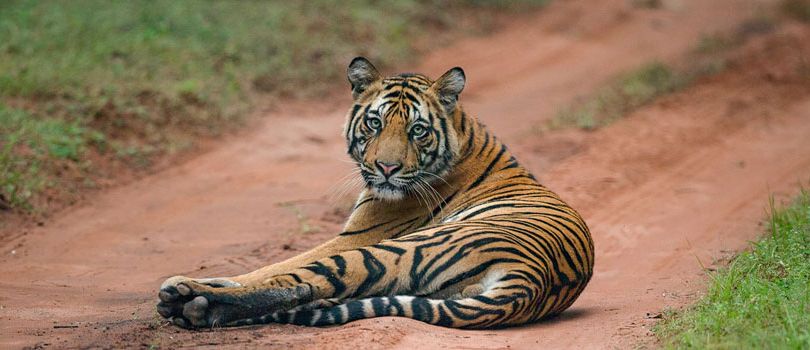 Sariska Tiger Reserve