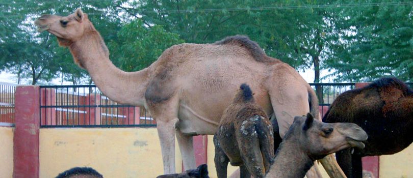 National Research Centre On Camel