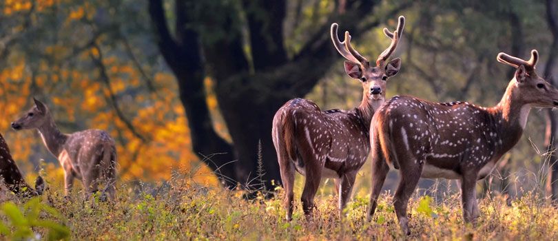 Kanha Kisli National Park