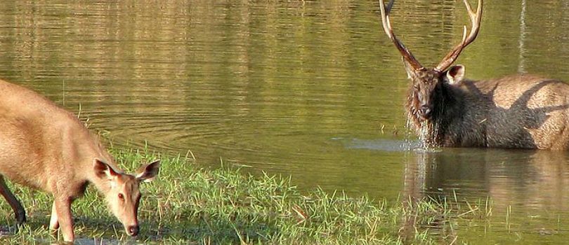 Satpura National Park