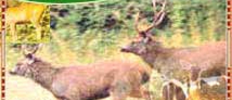 Incredible Madhya Pardesh Tour