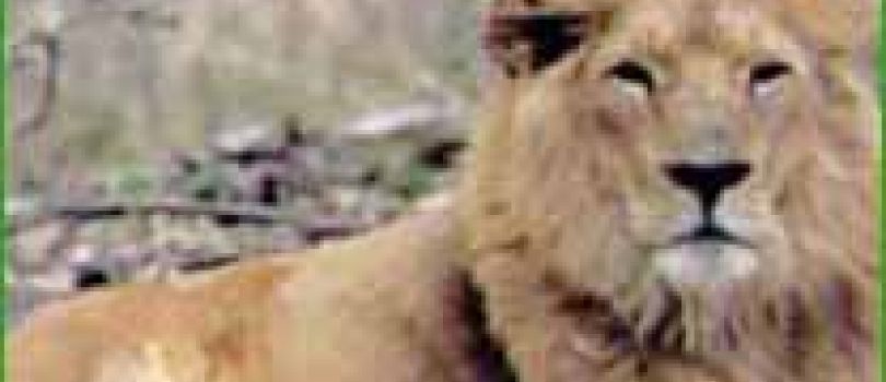 Gujarat Pilgrimage & Wildlife Adventure 5 Days Dwarka - Somnath - Sasan Gir