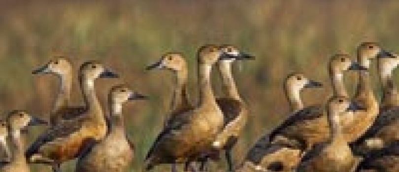 Indian Golden Triangle Tour with Birds
