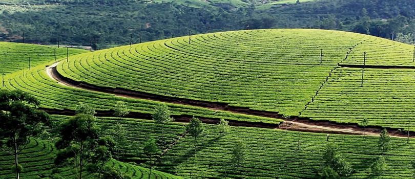 Palampur Tea Gardens