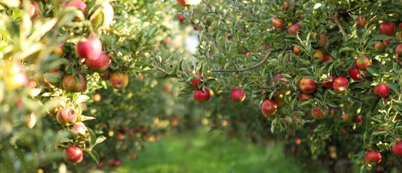 Apple Orchards