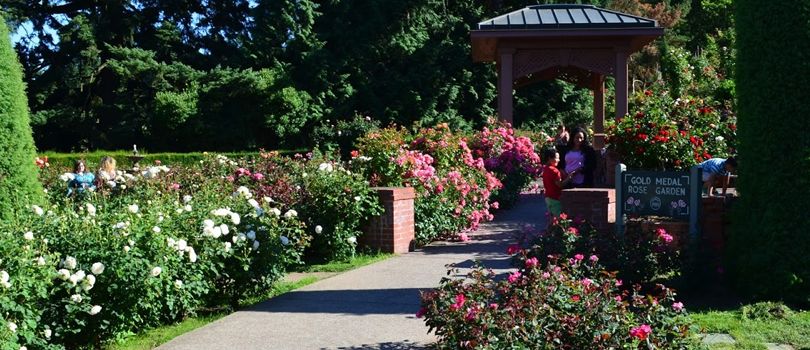 Japanese Rose Garden