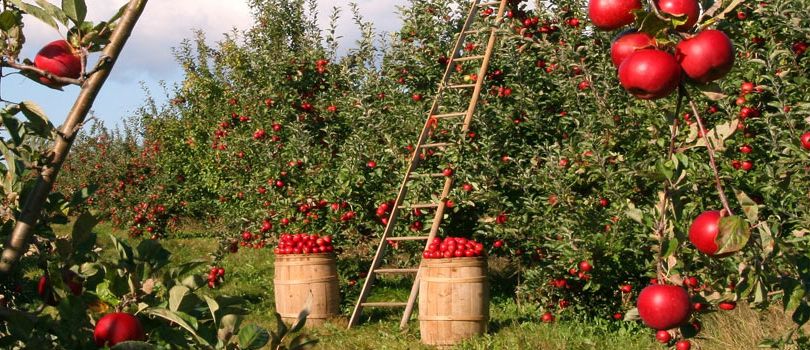 Fruit Orchards