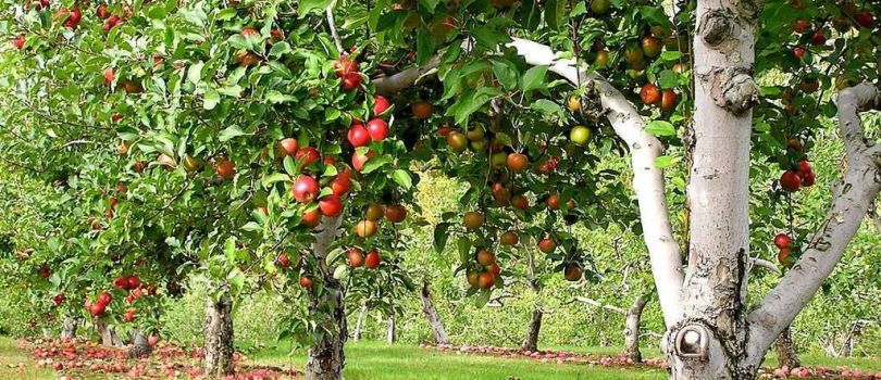 Fruit Orchards