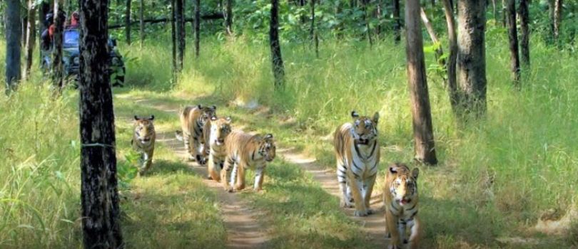 Pench National Park
