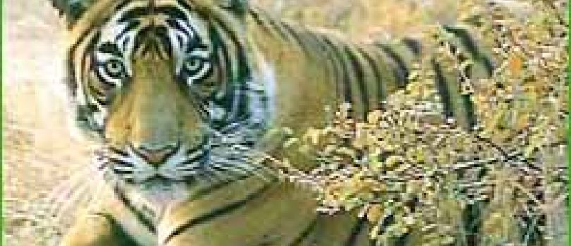 Rajasthan Jeep Safari Tour