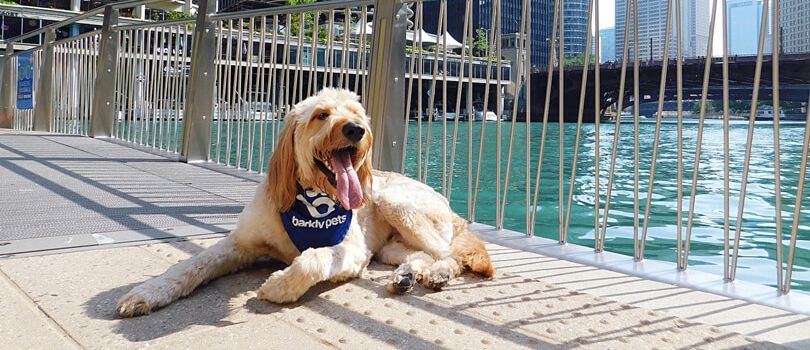 Belmont Harbor Dog Beach