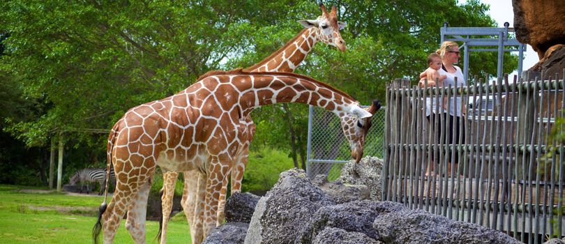 Miami Zoo