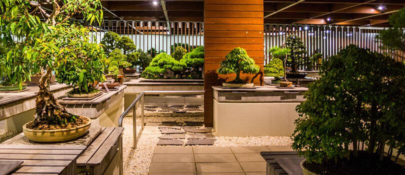 Bonsai At National Arboretum