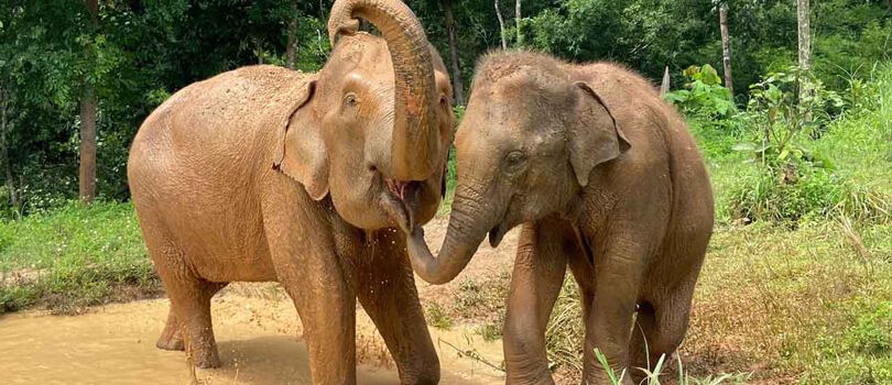 Elephant Jungle Sanctuary