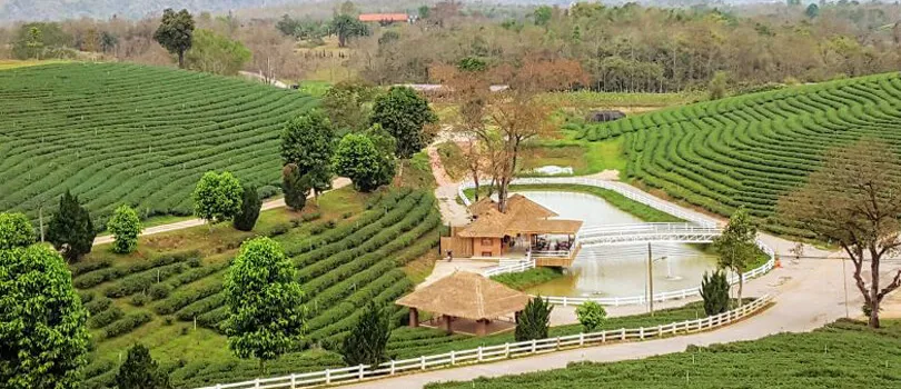 Choui Fong Tea Plantation