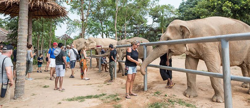 Elephant Sanctuary Samui
