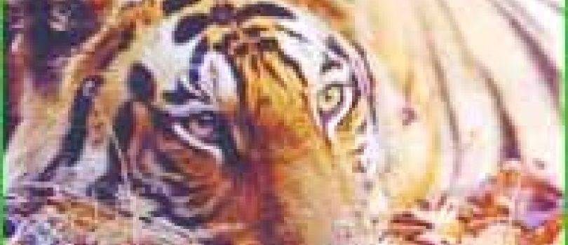 Chikhaldhara Tour package 1N 2D