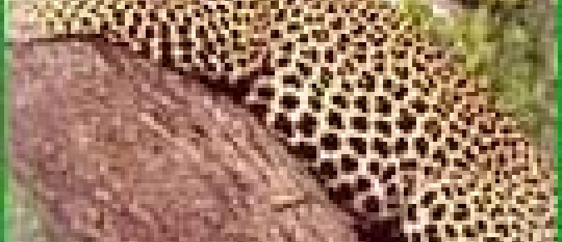 Anantnag & Dibrugarh 29D/28N Budget Travel Package