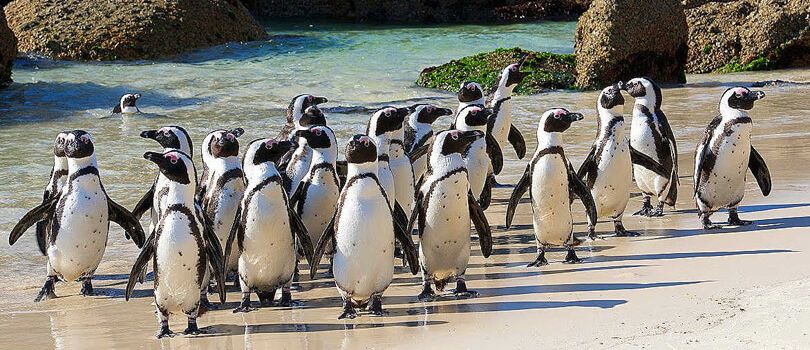 Boulders Penguin Colony