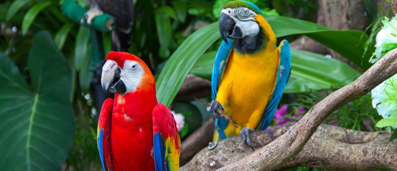 Umgeni River Bird Park