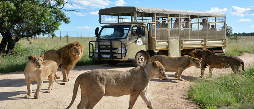 Lion and Safari Park Johannesburg