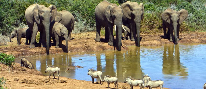 Addo Elephant National Park