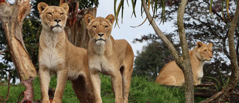 Auckland Zoo
