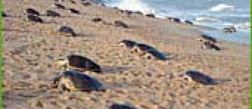 7D Puri - Bhitarkanika - Bhubaneswar Tour Package