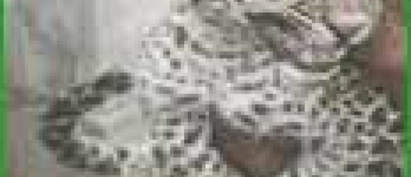 5 Night 6 Days Puri - Bhubaneswar - Ratnagiri Tour Package