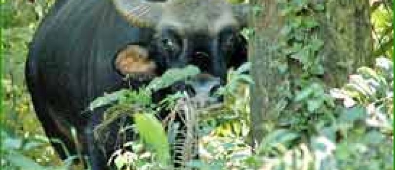 Jungle Safari Package