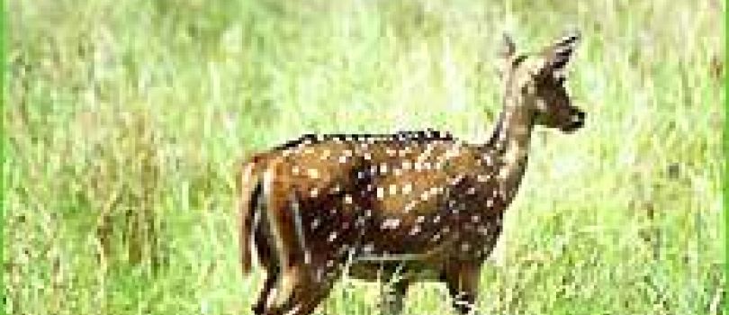 8 Night - 9 Days Guwahati -Dimapur- Kohima- Imphal Tour Package